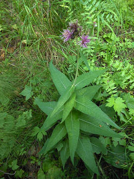 Image of melancholy thistle