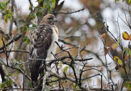 Image of Red-tailed Hawk