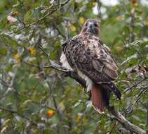 Image of Eastern Red-tailed Hawk