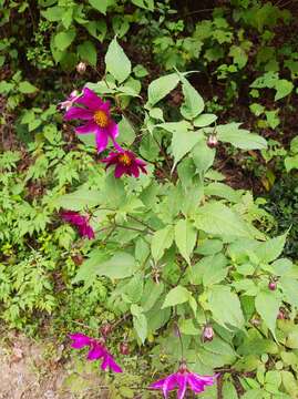 Image of Dahlia tenuicaulis P. D. Sorensen