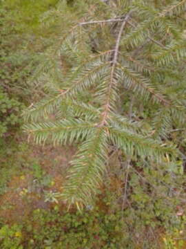 Image of Oyamel Fir