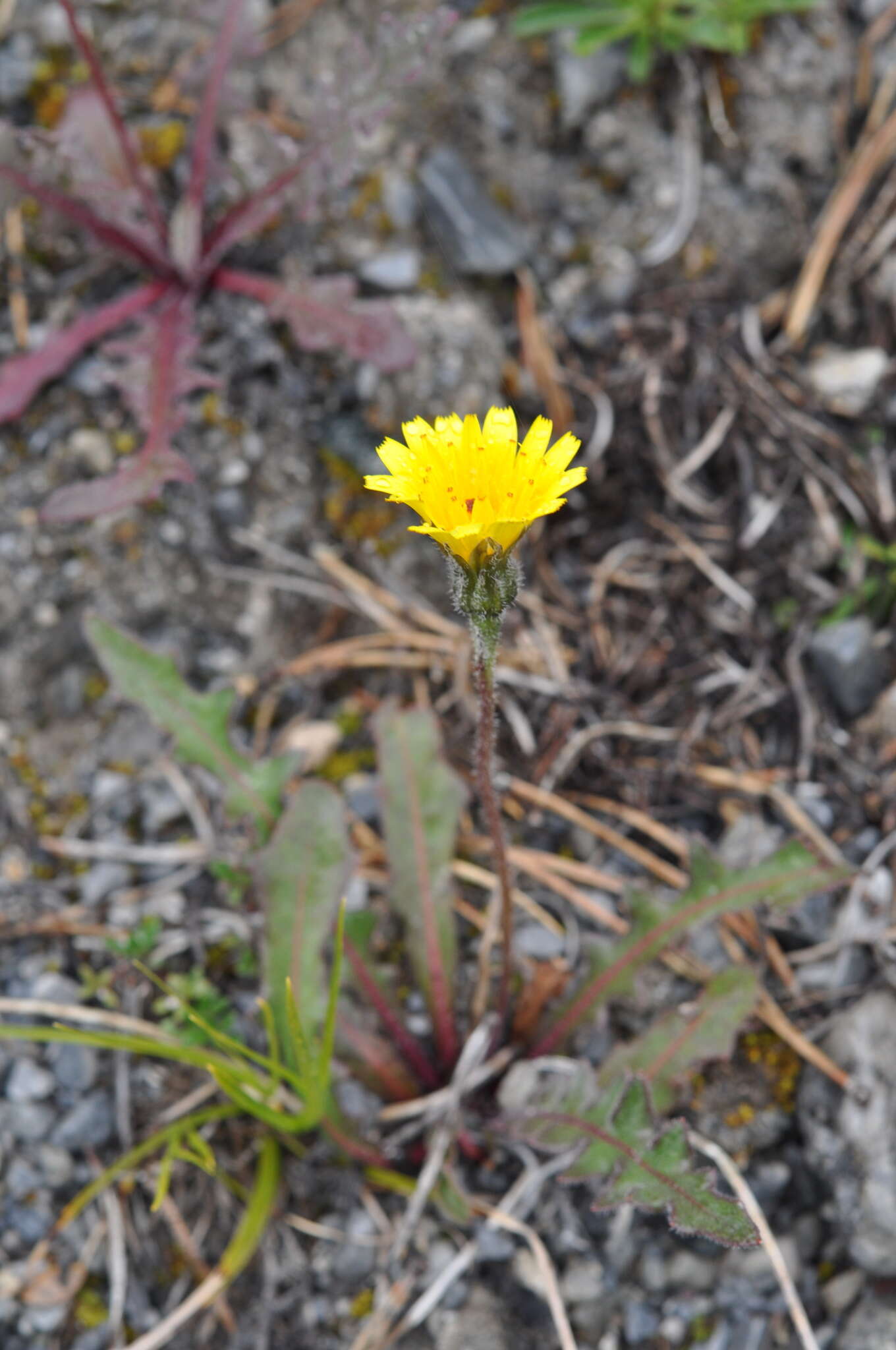 Image of Leontodon hyoseroides subsp. pseudocrispus (Bisch.) Greuter