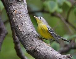 Image of Magnolia Warbler