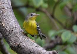 Image of Magnolia Warbler