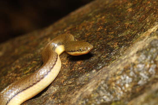 Image of Tonkin Mountain Keelback