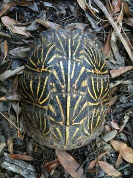 Image of Florida box turtle