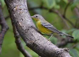 Image of Magnolia Warbler