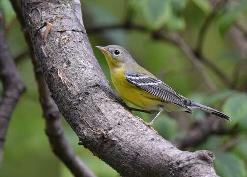 Image of Magnolia Warbler