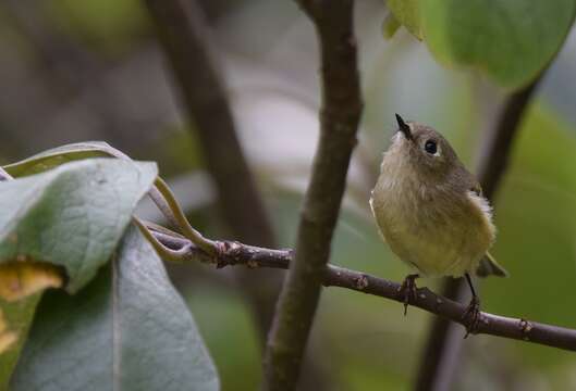 Image of goldcrests and kinglets