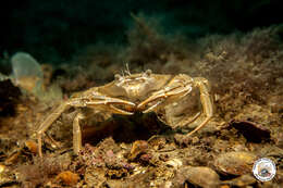 صورة Liocarcinus vernalis (Risso 1827)