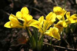 Iris danfordiae (Baker) Boiss.的图像