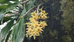 Imagem de Dendrobium heterocarpum Wall. ex Lindl.