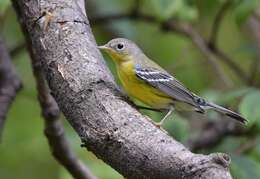 Image of Magnolia Warbler