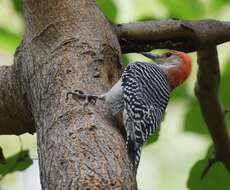 Image of Red-bellied Woodpecker