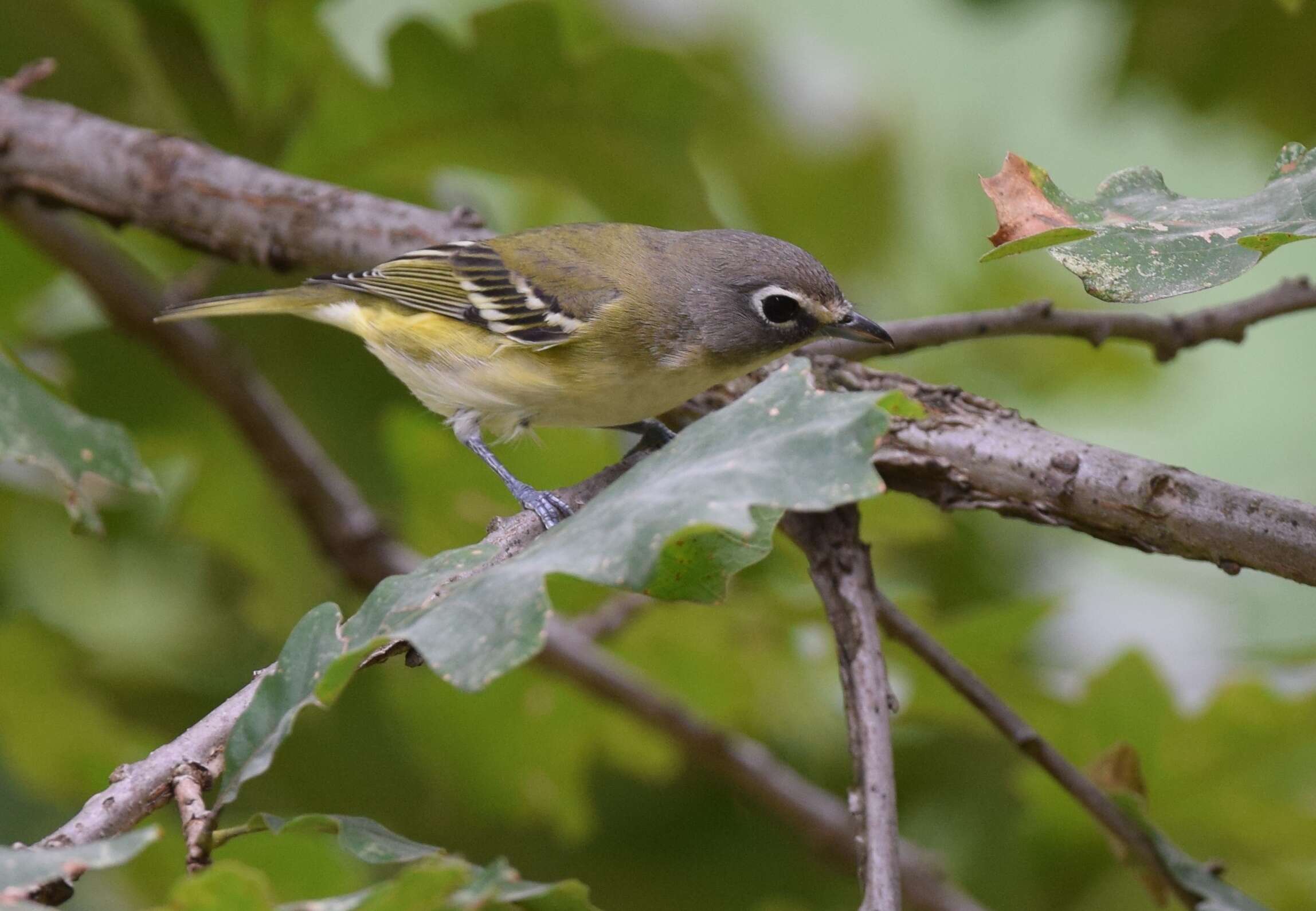 Image of Blue-headed Vireo