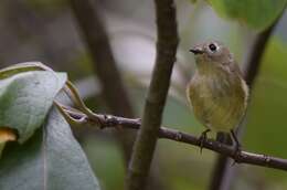 Image of goldcrests and kinglets