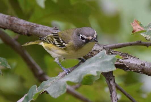 Image of Blue-headed Vireo