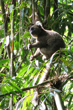 Image of Prolemur Gray 1870