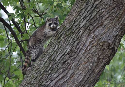 Image of raccoons