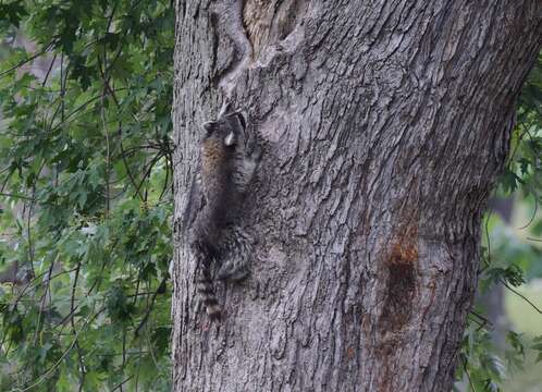 Image of raccoons