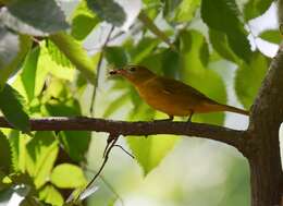 Image of Summer Tanager