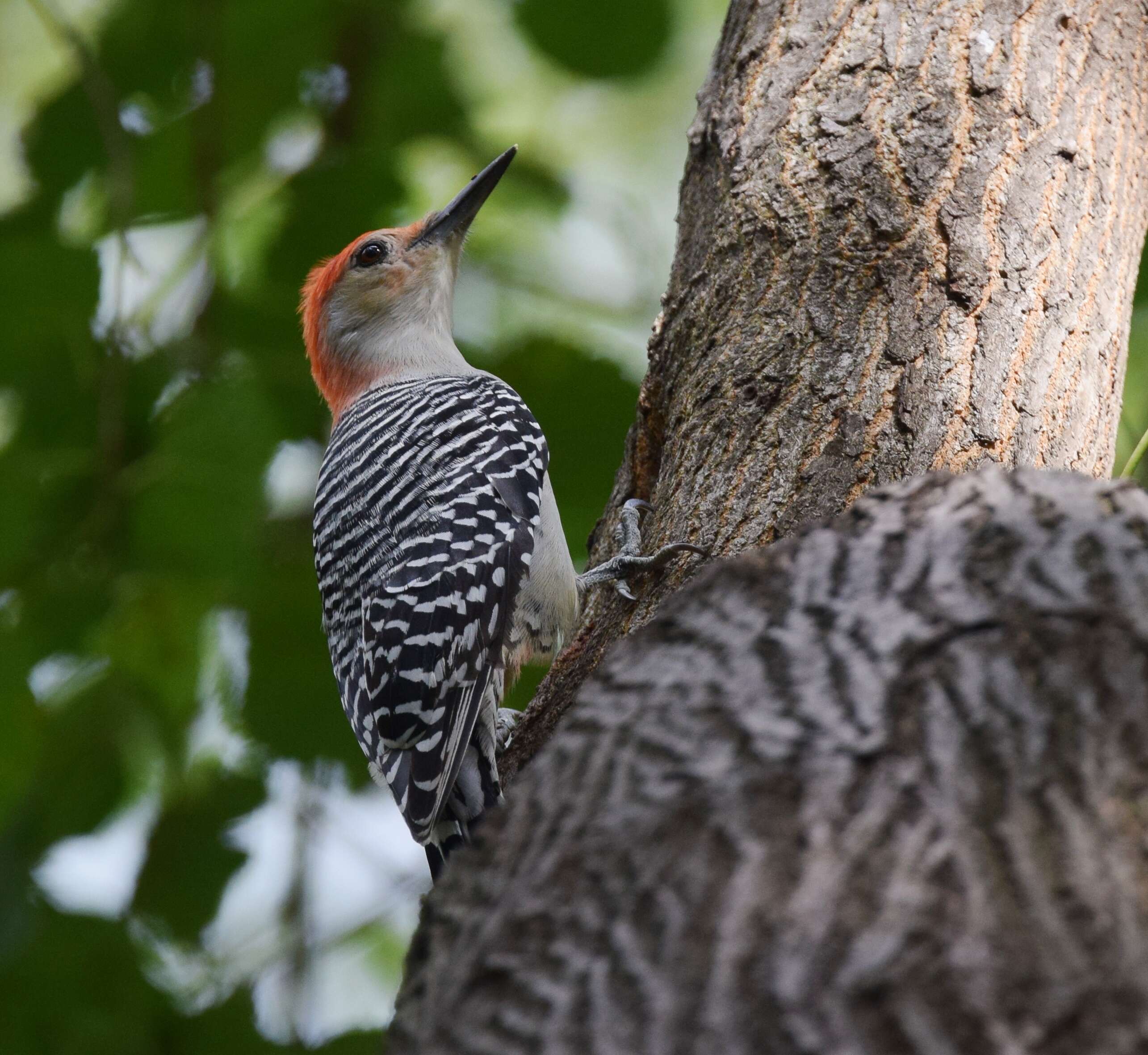 Image of Red-bellied Woodpecker