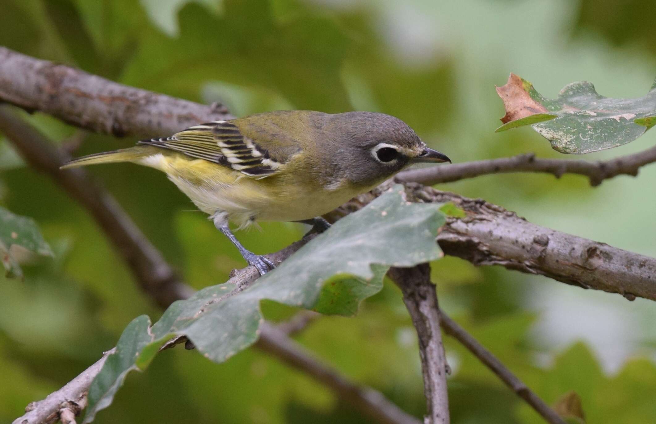 Image of Blue-headed Vireo