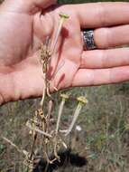 Image of Silene bupleuroides L.