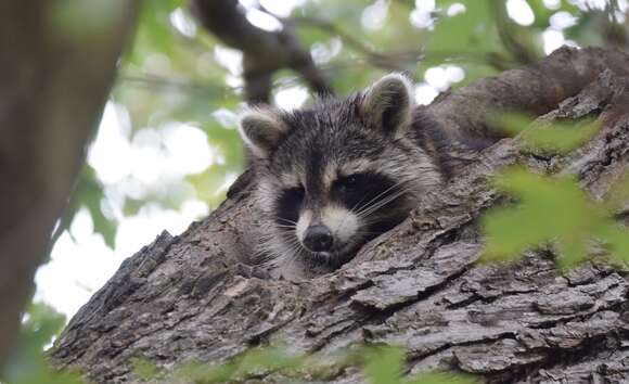 Image of raccoons