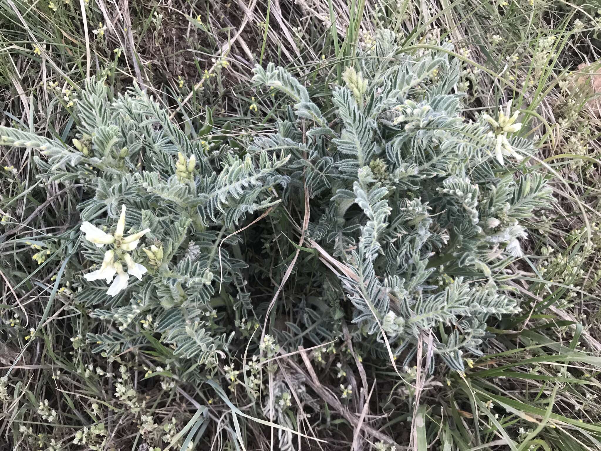 Imagem de Astragalus drummondii Dougl.