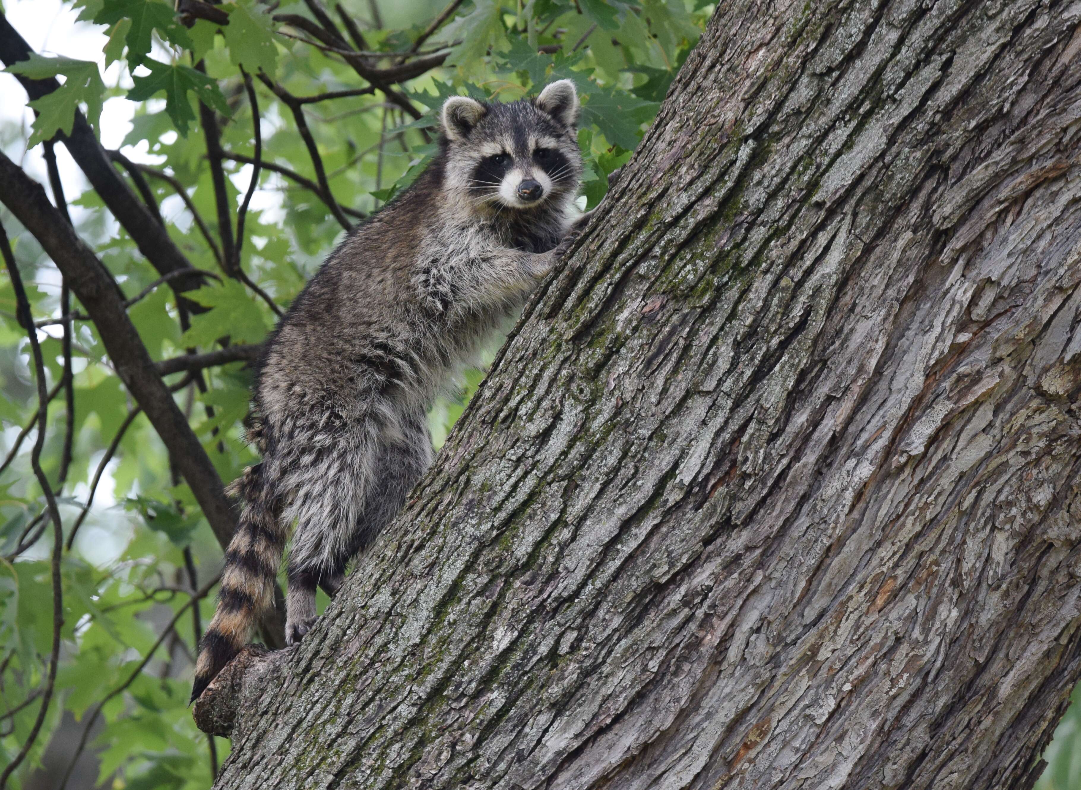 Image of raccoons