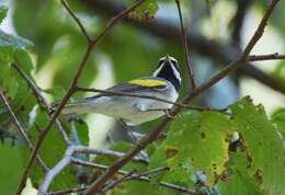 Image of Golden-winged Warbler