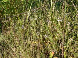 Image of Astragalus austriacus Jacq.