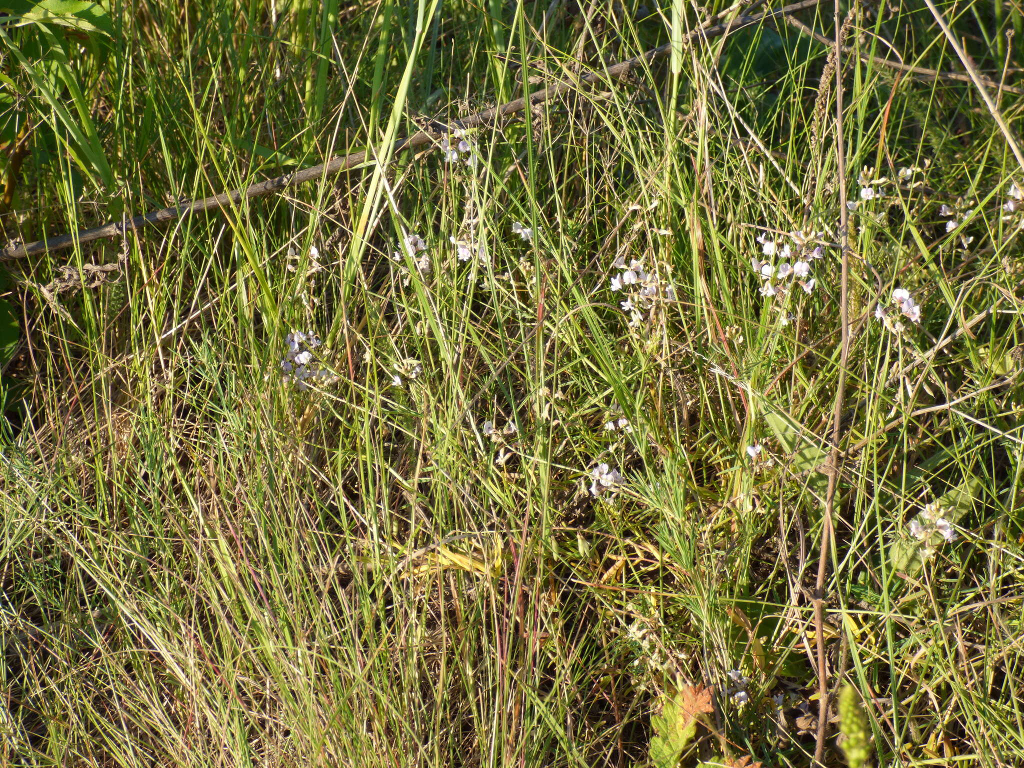 Image of Astragalus austriacus Jacq.