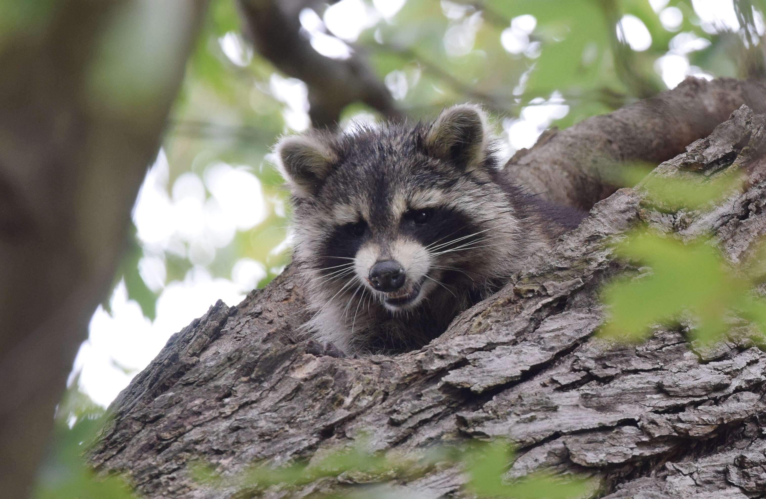 Image of raccoons