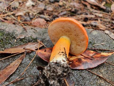 Imagem de Gyroporus ballouii (Peck) E. Horak 2011