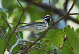 Image of Golden-winged Warbler