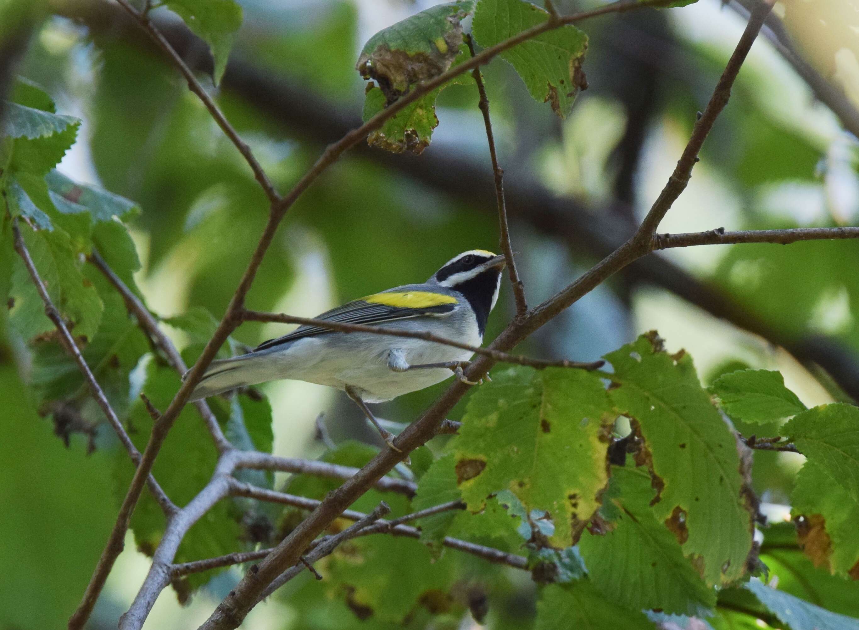 Image de Paruline à ailes dorées