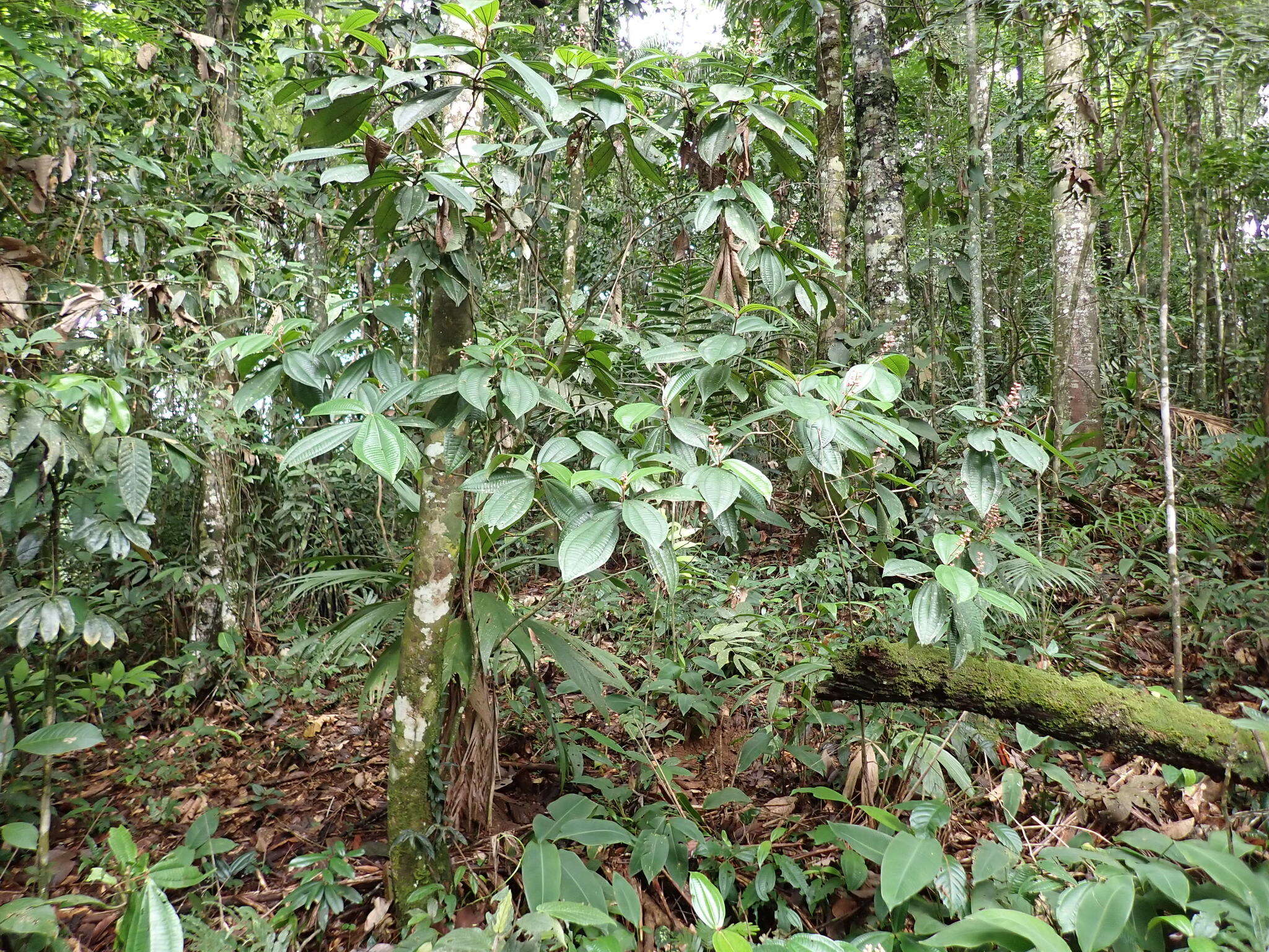 Image of Miconia simplex Triana