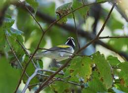 Image of Golden-winged Warbler