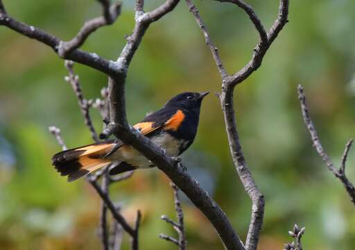 Image of American Redstart