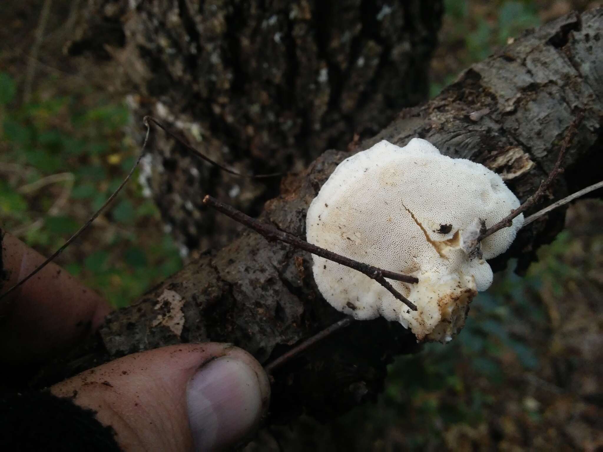 Image of Trametes gibbosa (Pers.) Fr. 1838