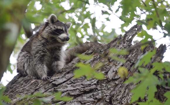 Image of raccoons