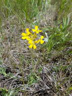 Image of shy wallflower