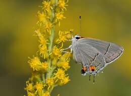 Image of Gray Hairstreak