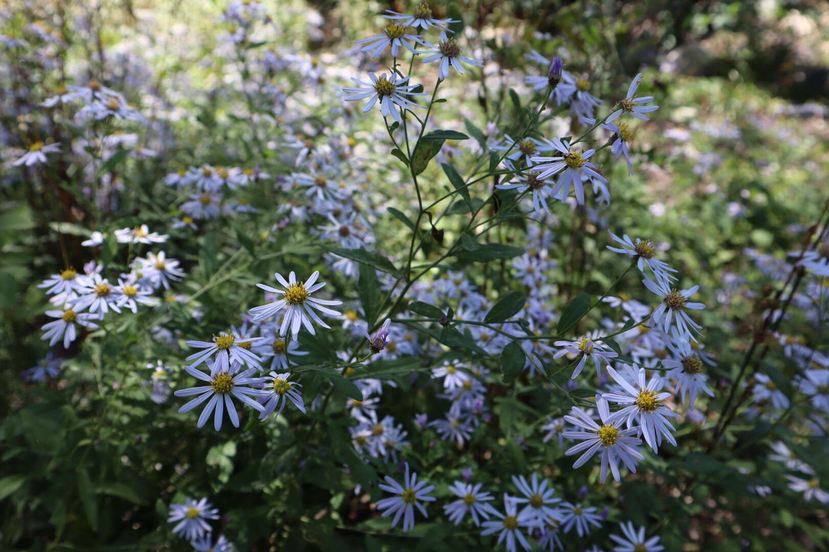 Image of Aster ovatus var. microcephalus (Miq.) Mot. Ito & A. Soejima