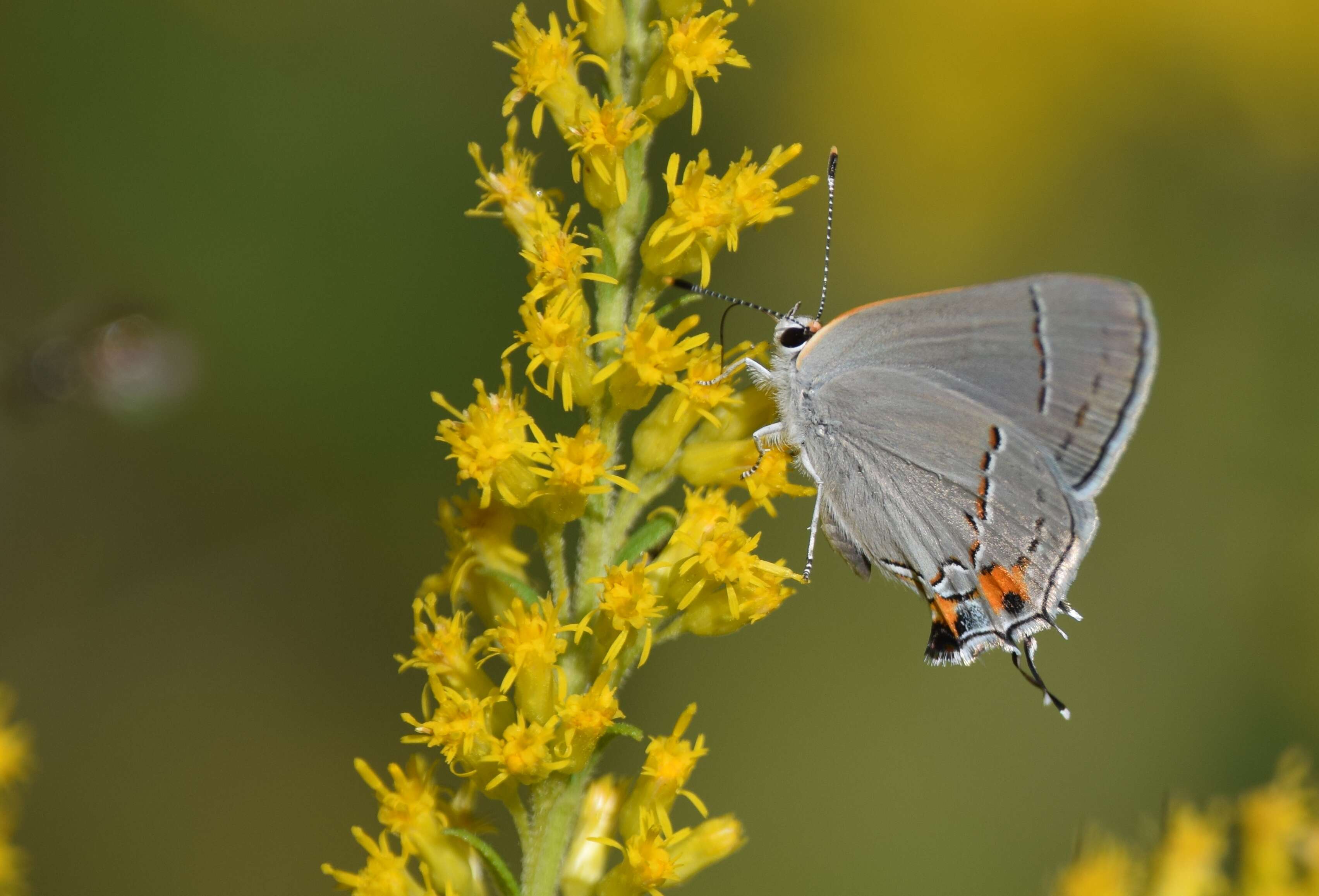 Image of Gray Hairstreak