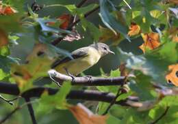 Слика од Vireo philadelphicus (Cassin 1851)