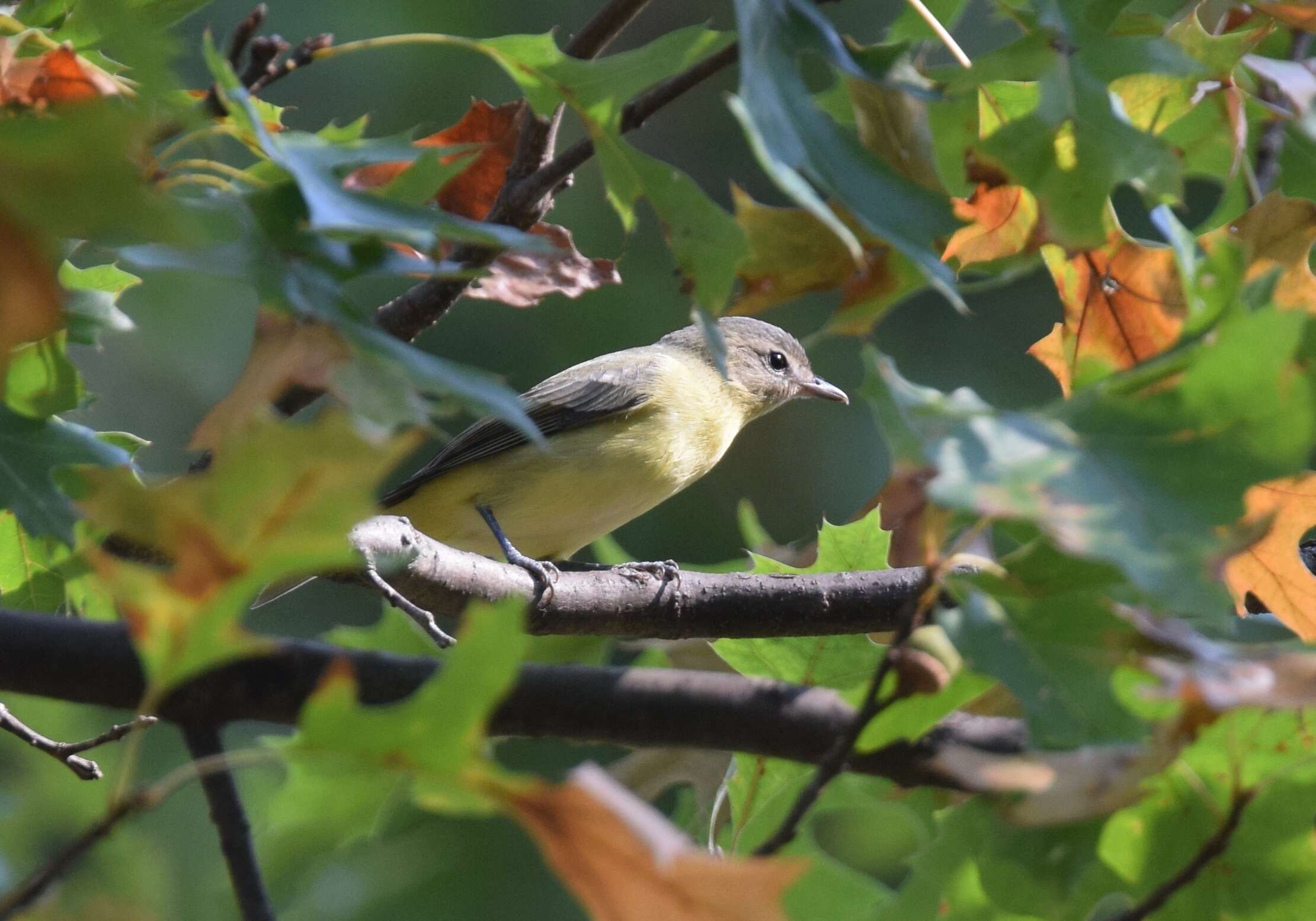 Слика од Vireo philadelphicus (Cassin 1851)