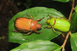 Image of Chrysina antonkozlovi Monzón 2017